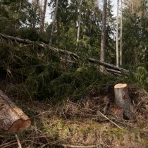 forêt